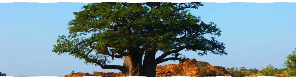 immagine baobab