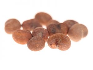 semi di baobab